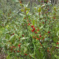 The russet buffaloberry shrub is one of the fruit producers in the Middle of Know-Where