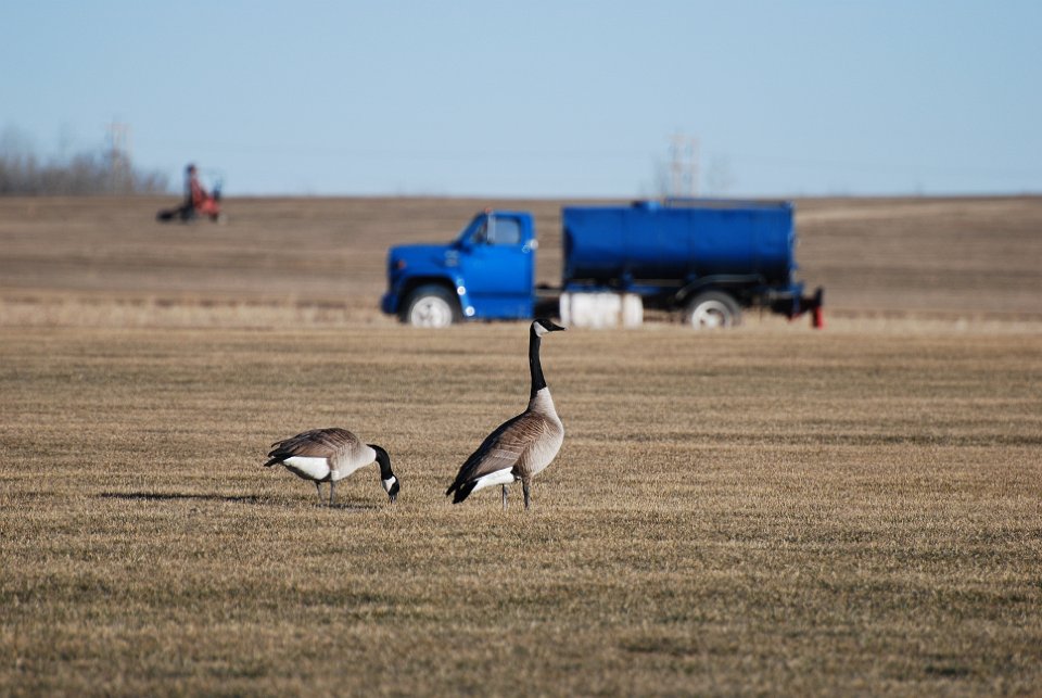 Canadian Geese preparing to fly south in the fall.