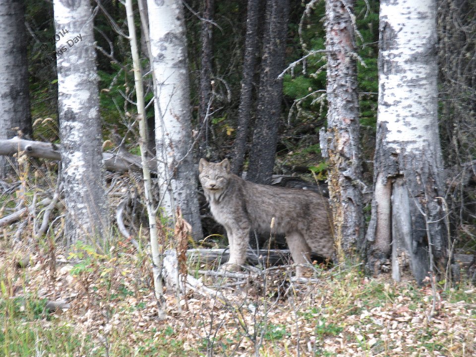 A very curious Lynx