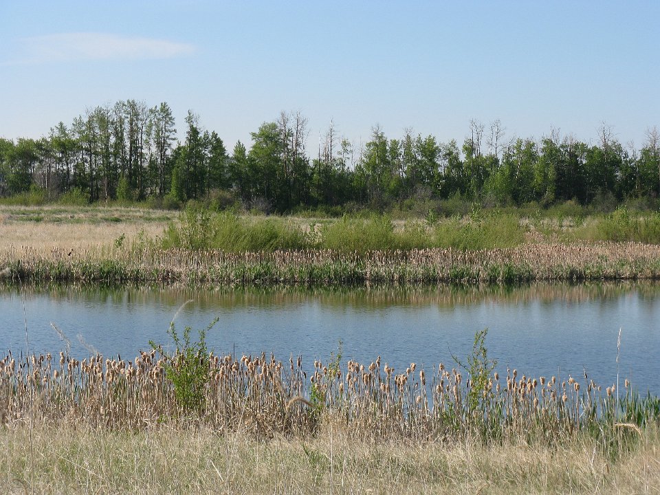 A marsh before the ducks arrive.