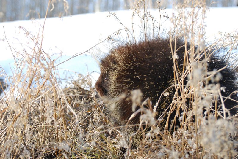 A porcupine hiding in the spring grass.