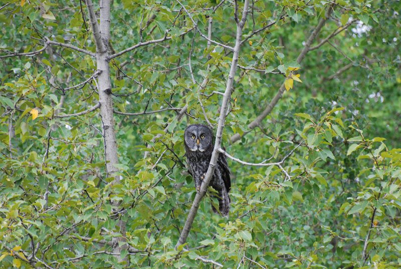 A Boreal Owl in the bush.
