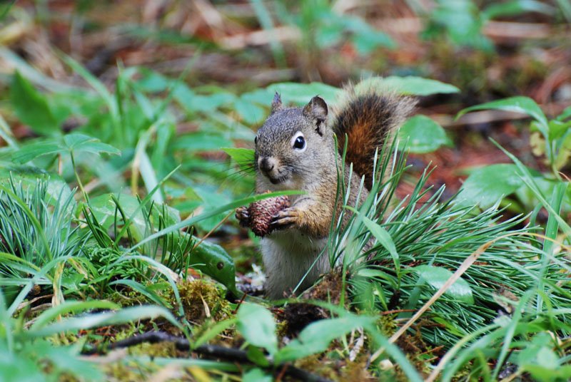 A Red Squirrel with a pine cone.